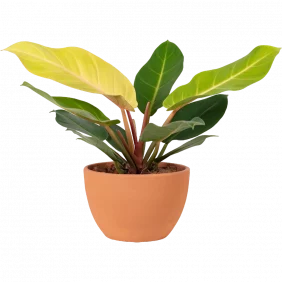 aglonema