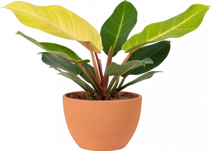 aglonema