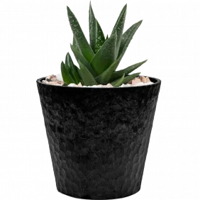 aloe-vera-mini