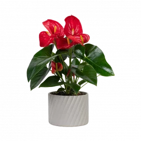 anthurium-red