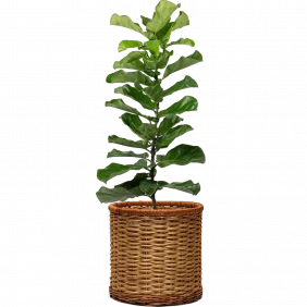 ficus-lyrata