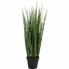 lemon-grass