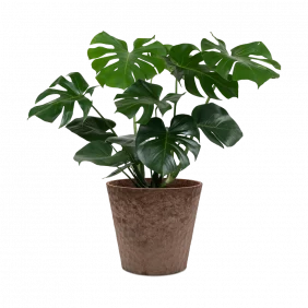 monstera-deliciosa