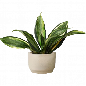 snake-plant